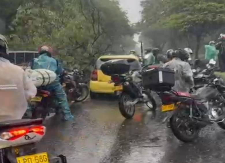Imagen del árbol caído sobre la Avenida Regional. FOTO: Cortesía.