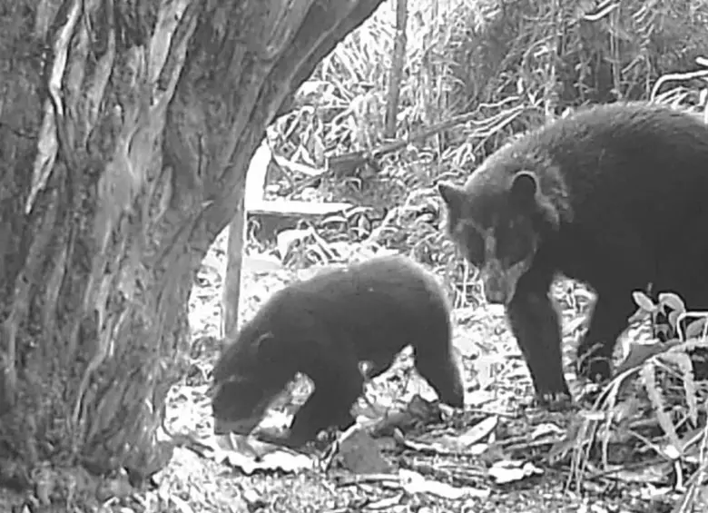 Una osa andina acompaña a su cría por un sendero de un área protegida del Huila, en un registro que confirma la reproducción de esta especie vulnerable. Foto: Cortesía CAM