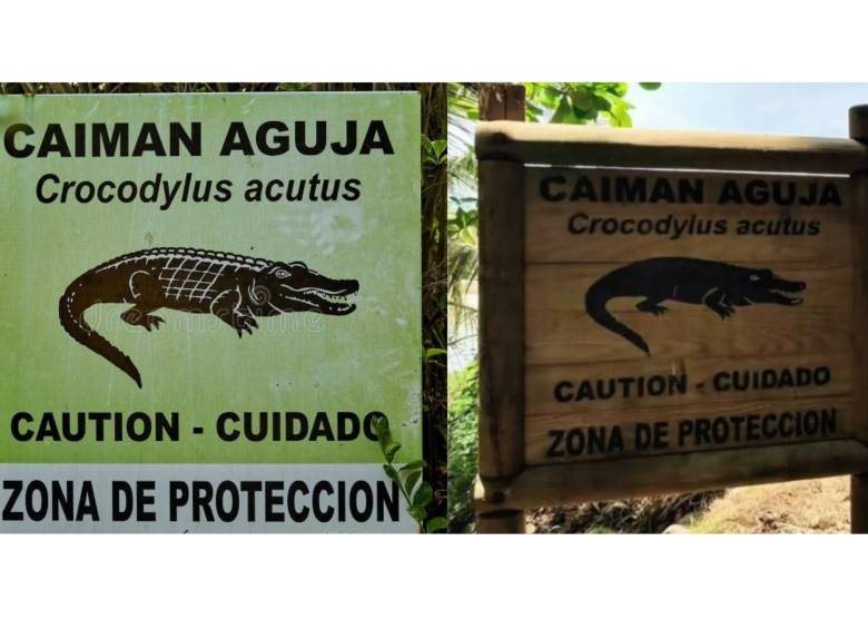 En video | Un caimán sorprendió a turistas en el Tayrona y recibió una “calle de honor” en la playa