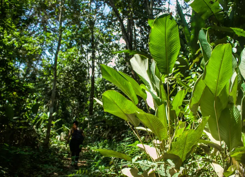 Sendero camino hacia la Cascada del Oro. Foto: Cristina Rodríguez. 