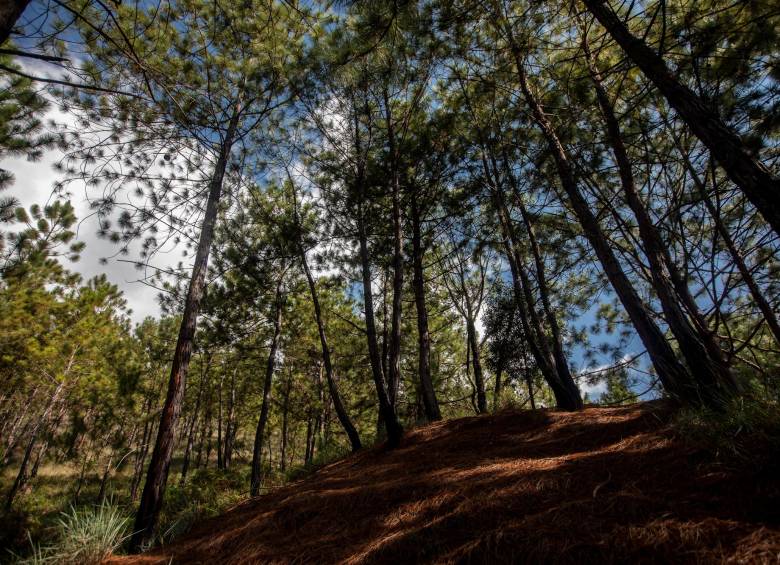 A partir de ahora las tierras del Quitasol tendran un usos que permitirán su conservación. Foto: Andrés Camilo Suárez, 