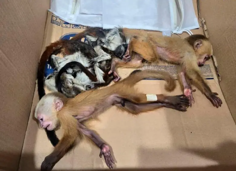 Los animales rescatados en el aeropuerto José María Córdova presentan cuadros severos de deshidratación, signos de malnutrición y maltrato, lesiones cutáneas y estrés. FOTO: Tomada de X @cornare