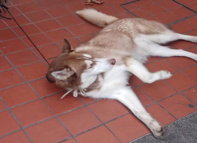 La perrita de raza Husky durante su estancia en el hospital Manuel Uribe Ángel. FOTO: Cortesía.