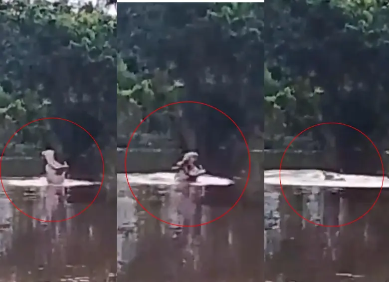 Hipopótamos continúan desplazándose por ciénagas del Magdalena Medio; comunidad de Cuatro Bocas reportó un nuevo avistamiento. Foto: captura de video