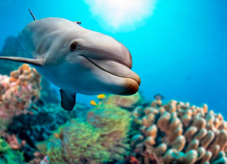 Los delfines son indicadores de las condiciones (positivas o negativas) en las que se encuentran los escosistemas. FOTO SSTOCK.