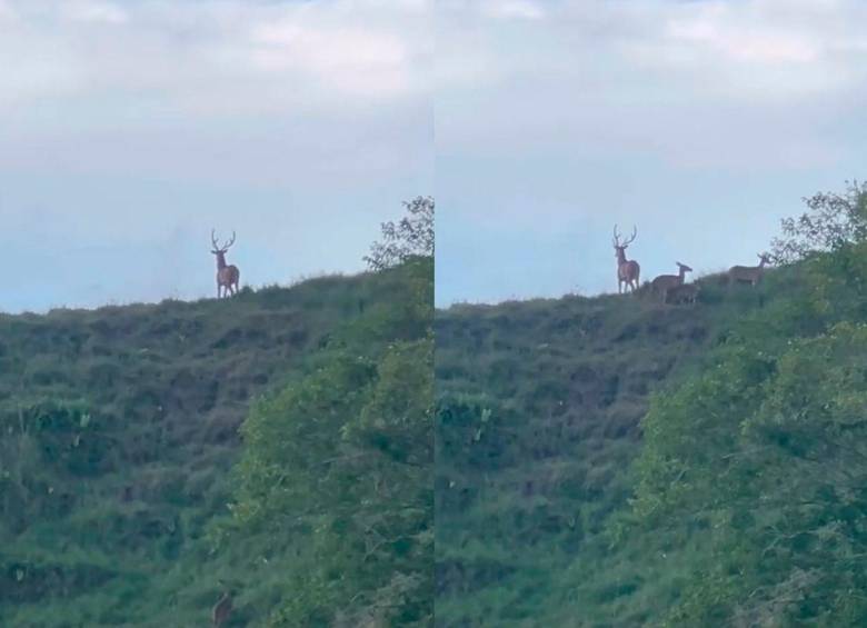Este es el primer hallazgo de chitales en manada que se tiene en el país. IMAGEN TOMADA DE VIDEO