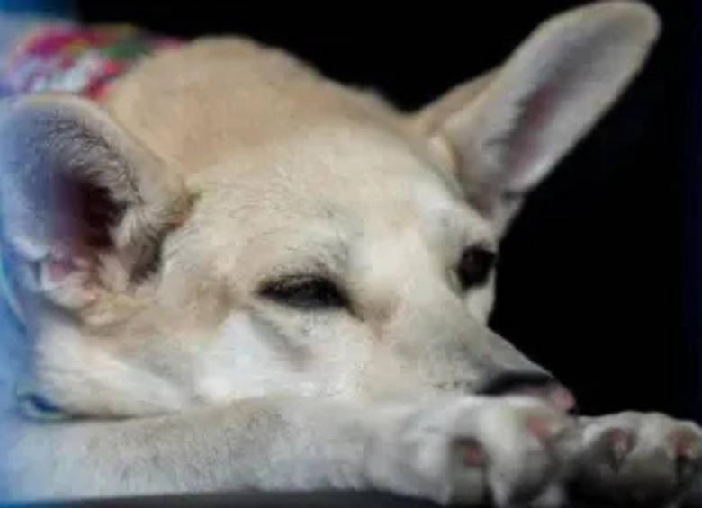 Las cifras del Grupo Especial para la Lucha contra el Maltrato Animal evidencian la frecuencia de estos delitos y el avance de los procesos judiciales en Colombia. FOTO: EL COLOMBIANO