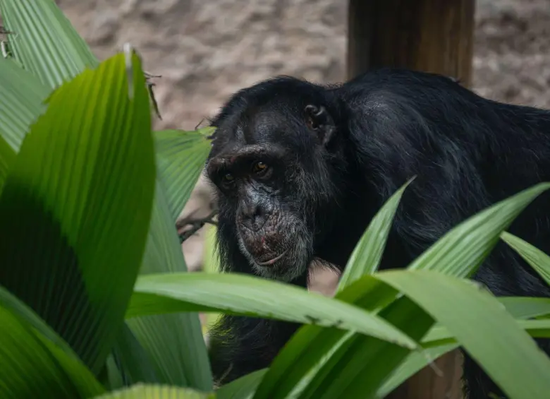 Yoko fue habituado a las conductas humanas, algo que necesitó un proceso de rehabilitación. Foto: Suministrada a EL COLOMBIANO