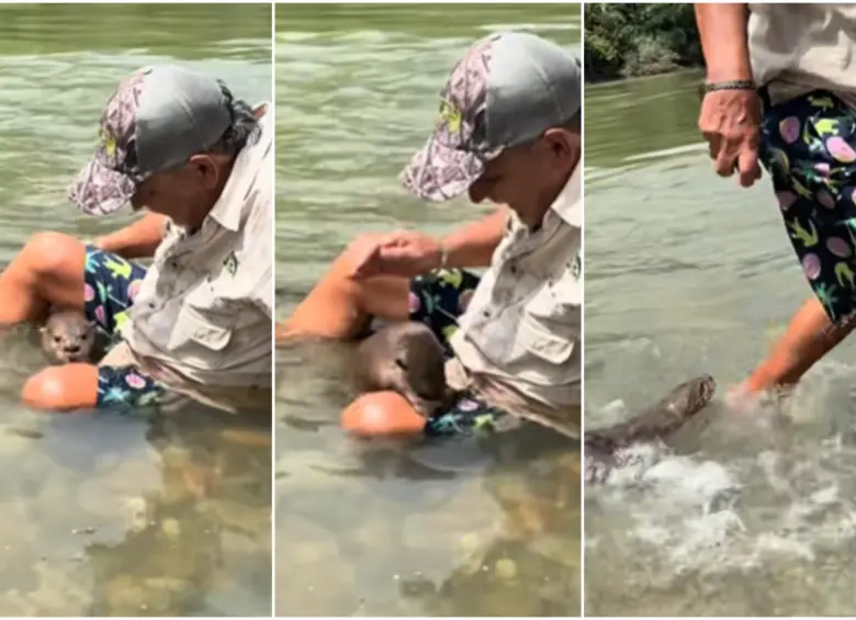 El Mago Martín Pescador fue mordido por una nutria cuando se encontraba explorando en una zona del Magdalena Medio. FOTO: CAPTURA VIDEO REDES SOCIALES @el_mago_martin_pescador