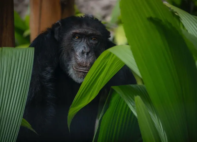 Yoko sobrevivió a la muerte de dos primates ocurridas en el año 2023 en Risaralda. Foto: Suministrada a EL COLOMBIANO