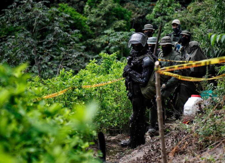 204.000 hectáreas de cultivos de hoja de coca hay sembrados en el país. FOTO COLPRENSA 