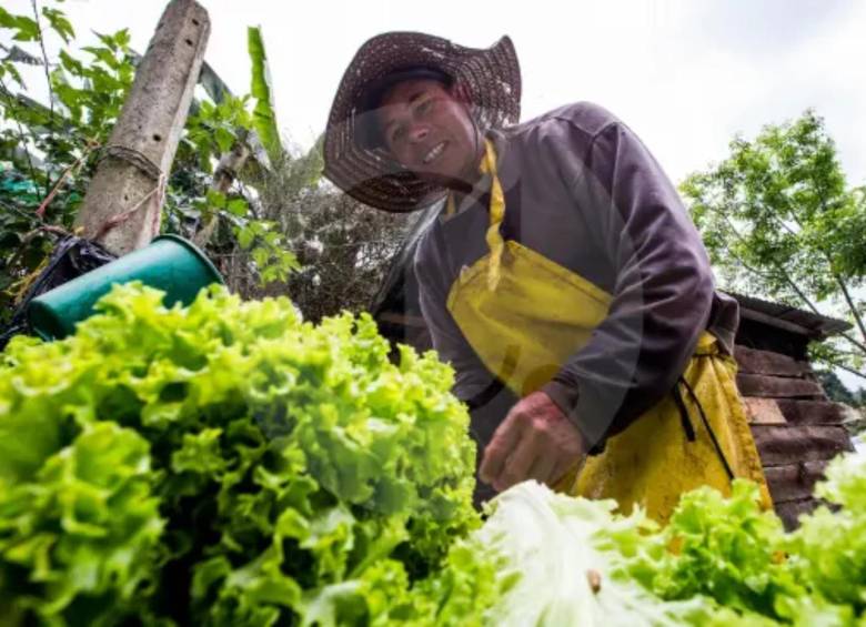 El campo colombiano es el principal proveedor de la materia prima de los alimentos. FOTO: Julio Cesar Herrera