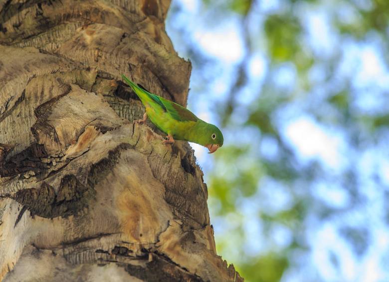 Algunos de los animales que se ven en los corredores verdes. Foto: Andrés Camilo Suárez Echeverry