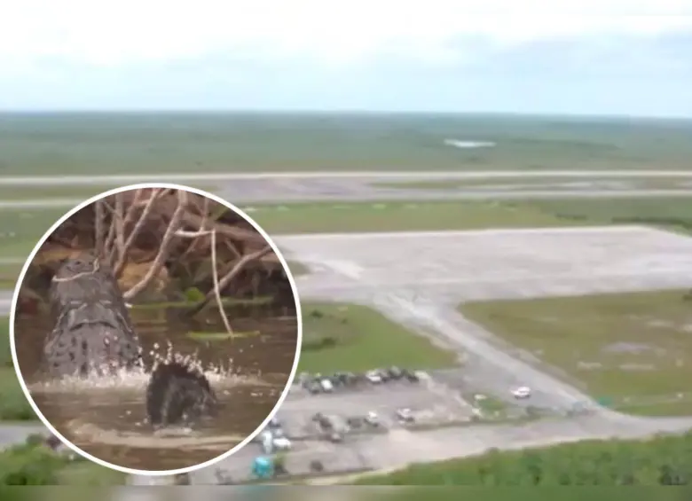 Alligator Alcatraz se construirá en un aeropuerto abandonado cerca a un humedal en donde habitan caimanes y otros animales. Fotos: Captura de video fiscal de Florida, James Uthmeier