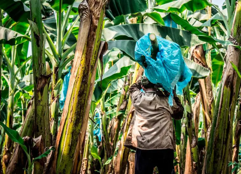 Grupos armados ilegales amenazan a trabajadores del sector y suspenden la producción de banano en las fincas del departamento del Magdalena. FOTO cortesía Asbama