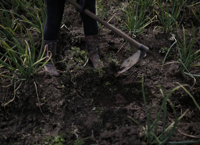 Campesinos serían víctimas de red de estafadores. La Agencia Nacional de Tierras expuso los casos ante la Fiscalía. Foto: Colprensa