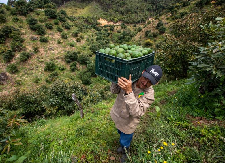 Negocio de aguacate Hass transita hacia la maduración