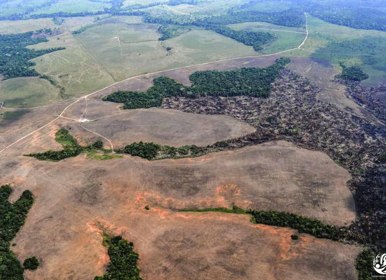 La deforestación continúa afectando áreas protegidas de la Amazonía colombiana. Greenpeace identificó 8.896 hectáreas de bosque perdidas durante 2025 en los parques nacionales Sierra de La Macarena, Serranía de Chiribiquete y Tinigua. FOTO: Gentileza FCDS.