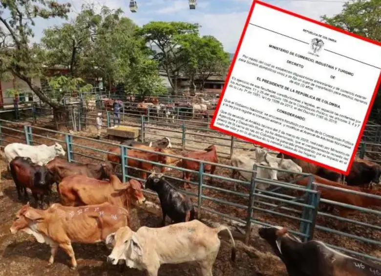 Gobierno publicó borrador de decreto que busca poner freno a la exportación de ganado joven y fijar arancel del 10%. FOTO: Manuel Saldarriaga y Gobierno Nacional