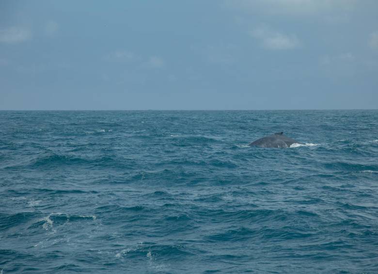 Lomo de ballena, playa Salango. Foto: Ministerio de Cultura de Ecuador