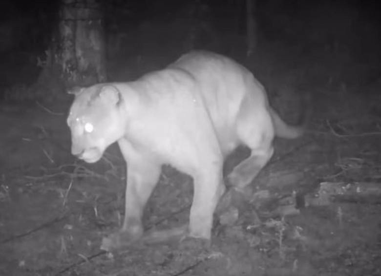 Este fue el felino captado en zona rural del municipio de Sabaneta. FOTO: imagen tomada de redes.