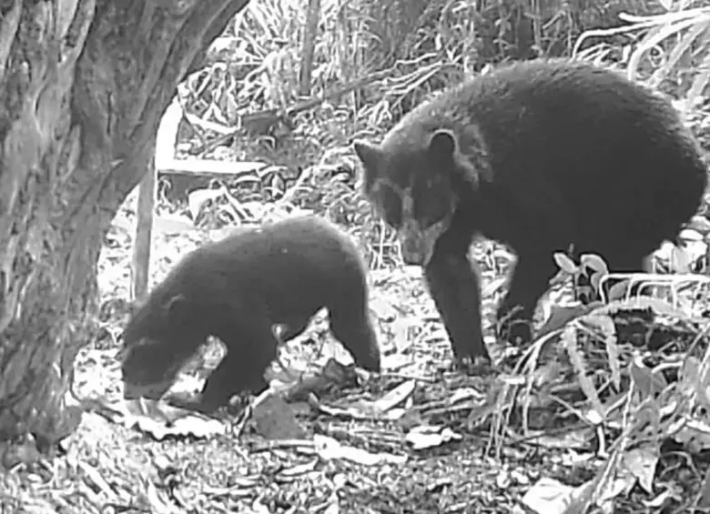 Una caminata entre el bosque que simboliza el futuro de la especie. Foto: Cortesía CAM