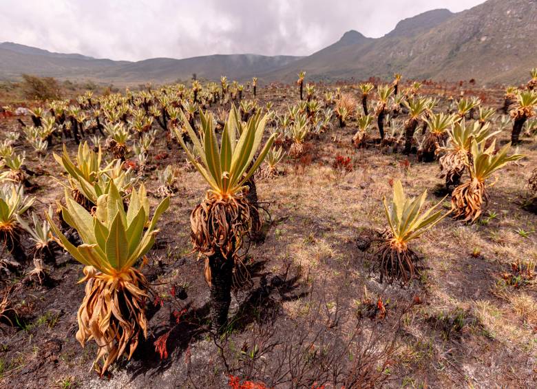 Vista de un páramo afectado por incendios, ecosistemas clave para la regulación del agua y la biodiversidad. FOTO: Cortesía Instituto Humboldt 