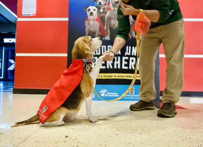 Uno de los perritos que buscará hogar este próximo fin de semana, luciendo su capa de héroe con la que tiene la misión de encontrar un hogar. FOTO: Cortesía