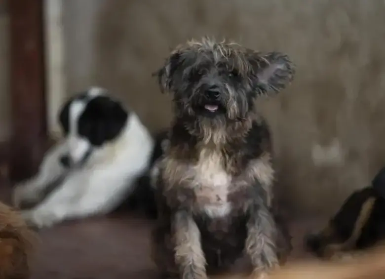Tras la celebración del Día de las Velitas, el pasado domingo 7 de diciembre, la vida de Horus, un perrito que vivía en Armenia, no volvió a ser la misma (esta es una imagen de referencia de un perro, no es Horus). FOTO: Camilo Suarez