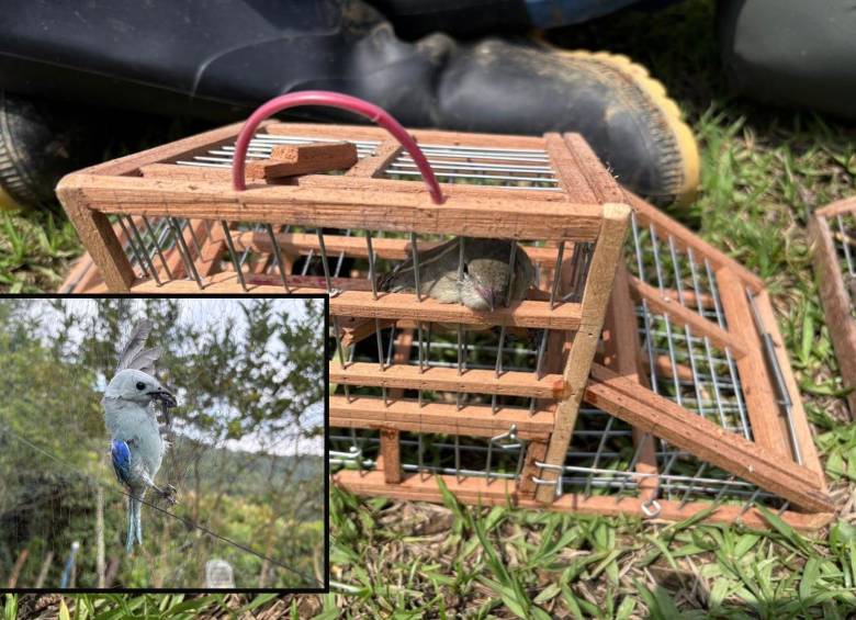 Adelante, una de las aves atrapada en una de las redes instaladas. Atrás, otro de los pájaros capturados ilegalmente. FOTO: Cortesía.