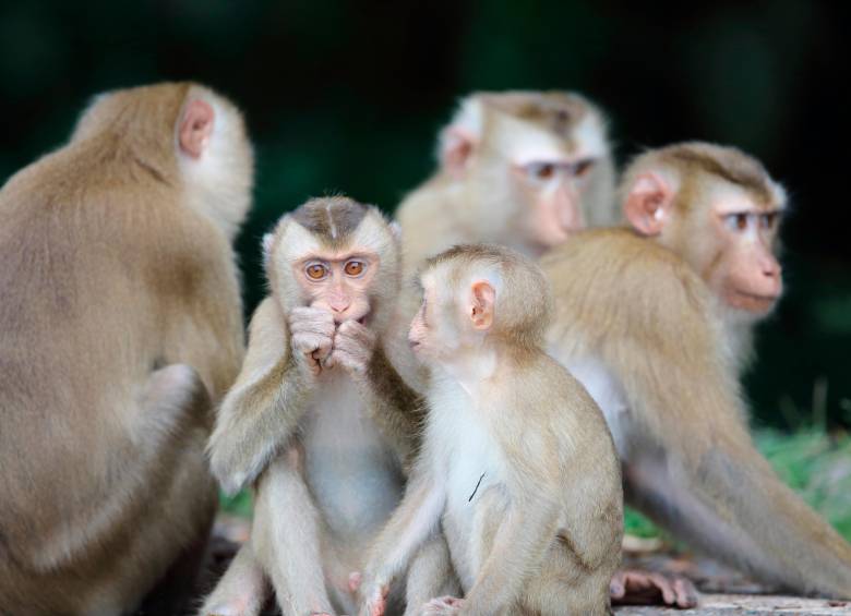 El macaco de cola larga (Macaca fascicularis) habita en gran parte del Sudeste Asiático —desde Camboya, Indonesia, Laos, Malasia, Filipinas, Tailandia y Vietnam hasta algunas islas del Pacífico occidental. FOTO: Depositphotos