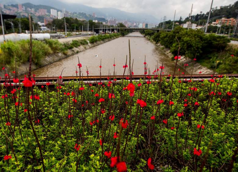 El río Medellín, de una u otra forma, tiene influencia en la cotidianidad de 3,3 millones de personas que habitan la cuenca del Valle de Aburrá. El futuro del área metropolitana depende en gran medida de él. FOTO julio herrera