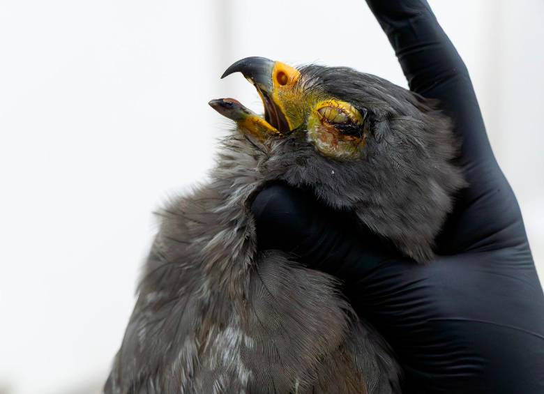 Zarigüeyas y aves silvestres, entre ellas búhos, gavilanes y colibríes, figuran entre las especies más afectadas por el uso de pólvora durante las celebraciones de diciembre en la jurisdicción de Cornare. FOTO cortesía Cornare