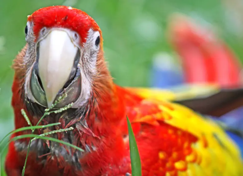 Las guacamayas son animales prohibidos de tener como mascotas en Colombia. FOTO: EL COLOMBIANO