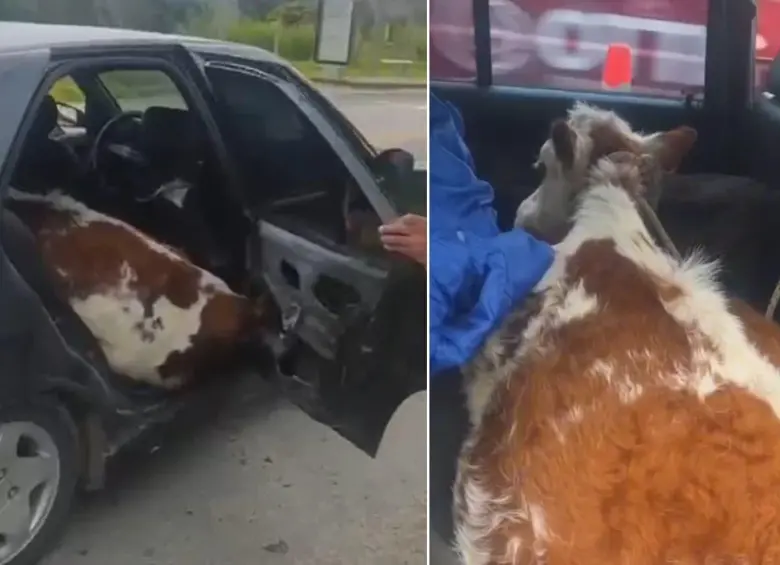 Dos vacas fueron transportadas en un carro particular en medio de un hurto. FOTOS: Capturas de video @Policianacional