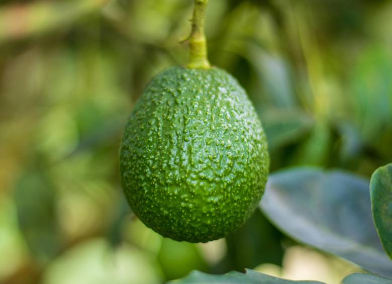 Aguacate Hass. Foto: Cortesía. 
