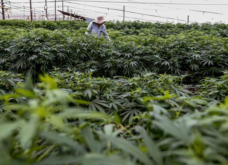 Los altos costos de producir cannabis preocupan a productores