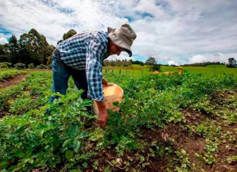 Colombia está pasando de hablar de oportunidades en Agrifoodtech a convertirlas en realidad dentro de la cadena de valor agroalimentaria. FOTO: El Colombiano