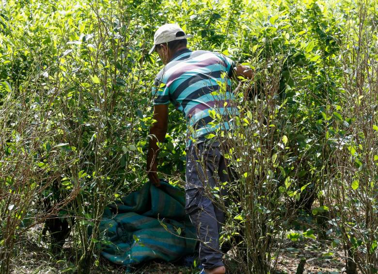 Los campesinos con cultivos artesanales están en crisis financiera en algunas regiones de Colombia. FOTO: MANUEL SALDARRIAGA.