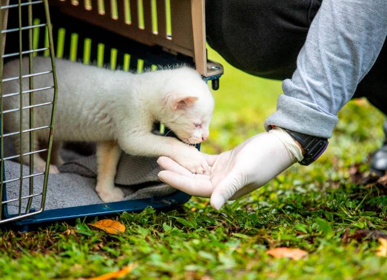 Momento en el que la felina albina llega a su refugio en el Parque de la Conservación. FOTO Camilo Suárez