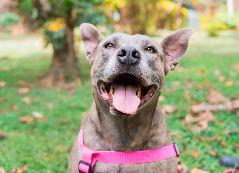 Este es uno de los perritos del Centro de bienestar animal La Perla. FOTO Cortesía Secretaría de Medio Ambiente de Medellín.