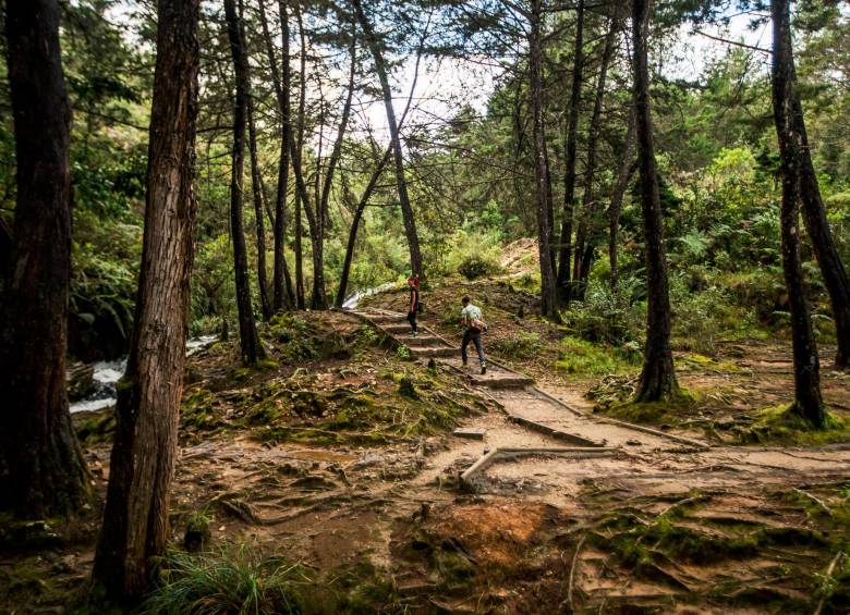 El parque Arví está conformado por 1.761 hectáreas de bosques que constituyen un pulmón verde para Medellín. FOTO julio césar herrera