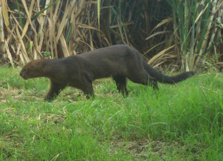 El yaguarundí es una de las 640 especies de animales beneficiadas por este corredor. Foto: Sector Agroindustrial de Caña. 