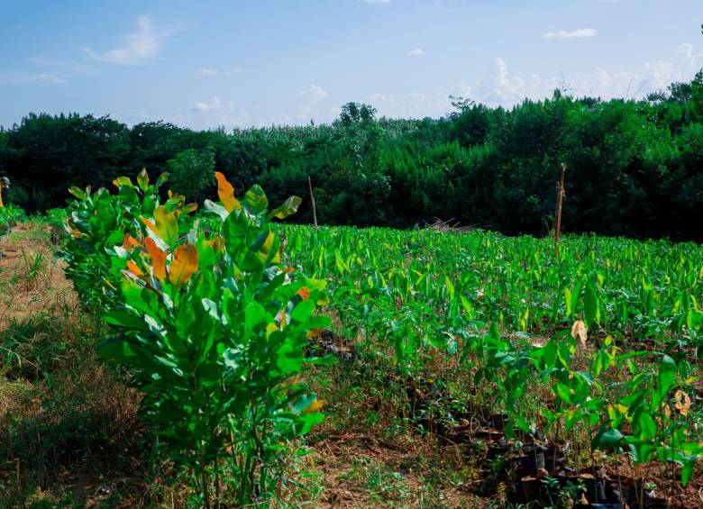 Según la compañía, su propósito es el bienestar común a través de acciones de desarrollo social y protección medioambiental; como programas de reforestación. FOTO CORTESÍA