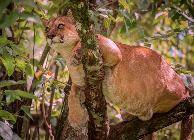 El Puma concolor es un carnívoro clave para el equilibrio de los ecosistemas andinos y su preservación es esencial ante la creciente fragmentación de su hábitat. FOTO DE REFERENCIA cortesía Instituto Humboldt