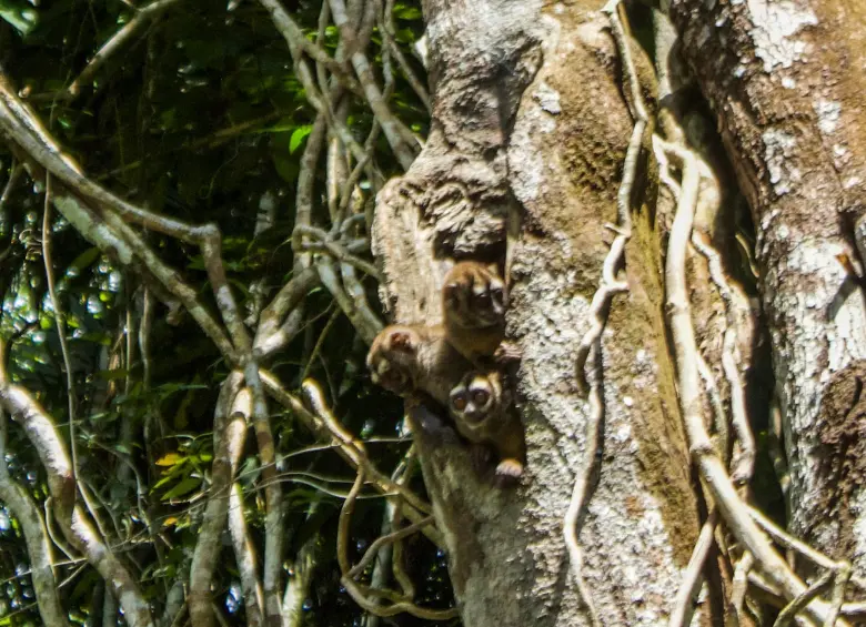 Marjetas-mico nocturno-en tronco. Foto: Cristina Rodriguez. 