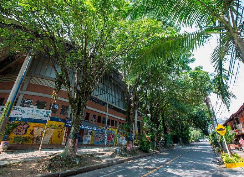 Originario de México, el urapán (Fraxinus uhdei) fue plantado masivamente en Medellín sin estudios previos de alergenicidad. Su polen figura entre los más abundantes y sensibilizantes.