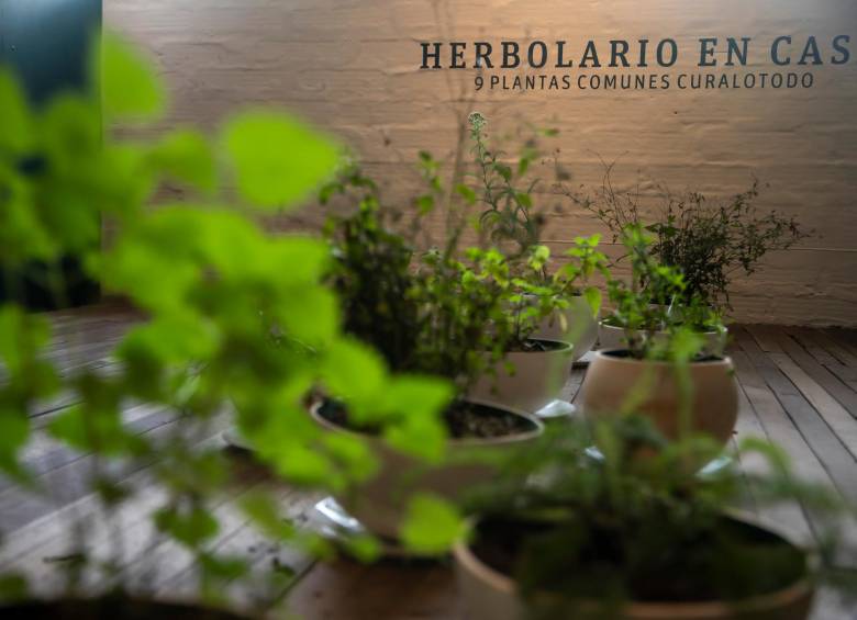 La exposición Herbolario en casa, 9 plantas comunes curalotodo estará abierta hasta el 23 de marzo en La Bruja Riso (Cra 42 # 8 - 15 int. 2020). Foto Carlos Velásquez.