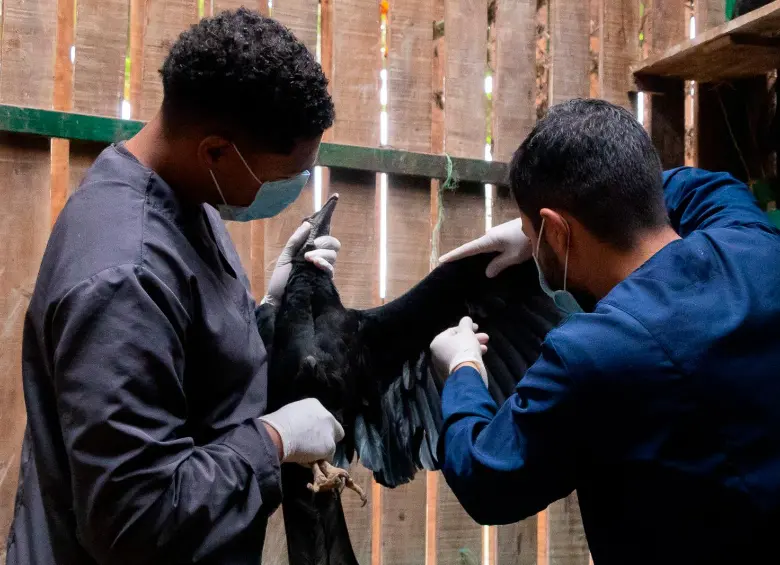 ¡Qué valiente! Así fue la recuperación del único gallinazo que sobrevivió a la matanza en Guarne, Antioquia