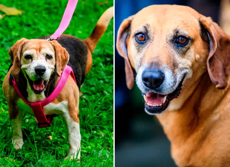 Samantha (izquierda) y otros perros geriátricos esperan una familia dispuesta a recibir su amor. Fotos: Camilo Suárez